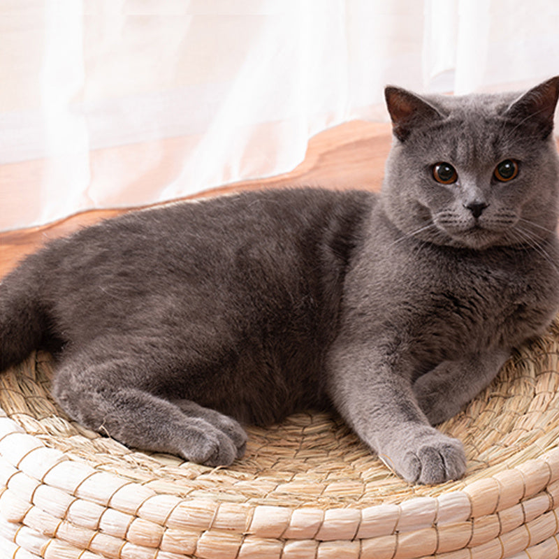 Handcrafted Straw Woven Cat Bed